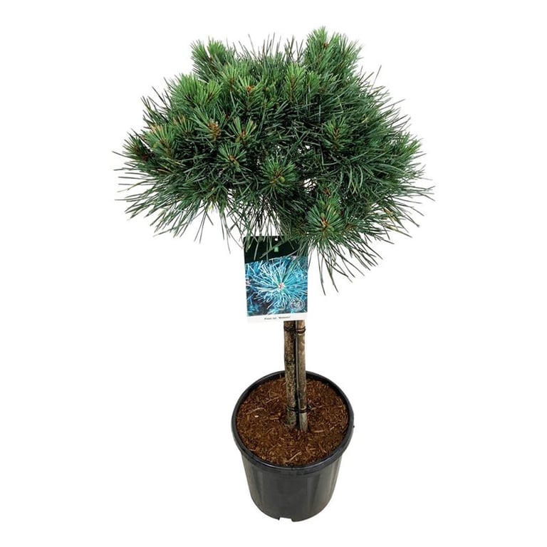 Pinus sylvestris Watereri altoit pe picior