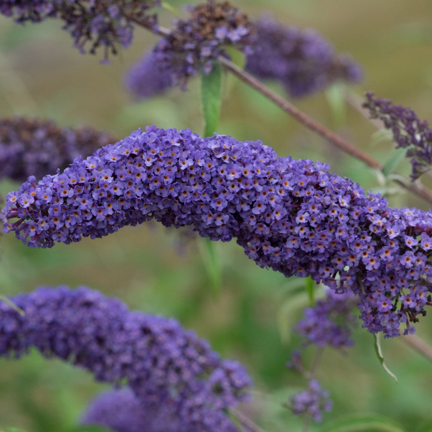 Liliac De Vară Nano Blue - Buddleja Nano Blue