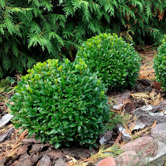 Cimișir Comun - Buxus Sempervirens