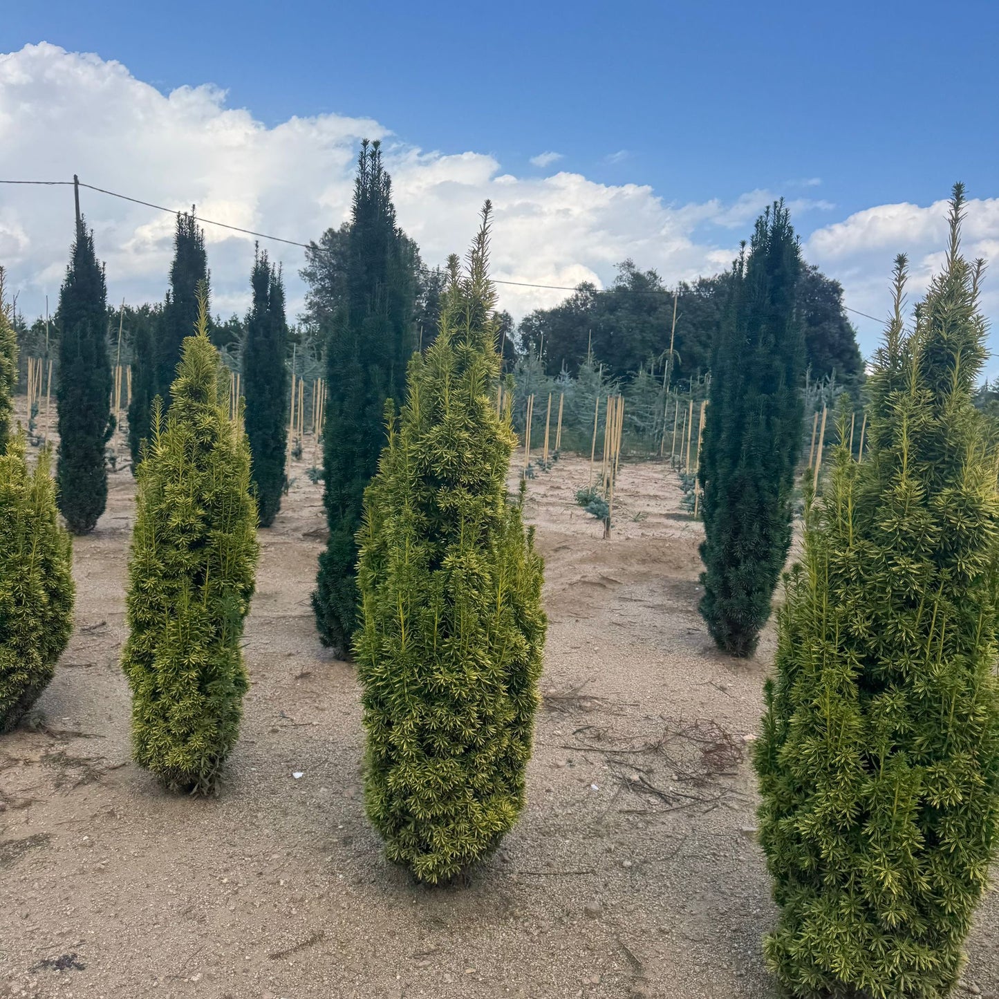 Taxus baccata 'David' (Precomanda)
