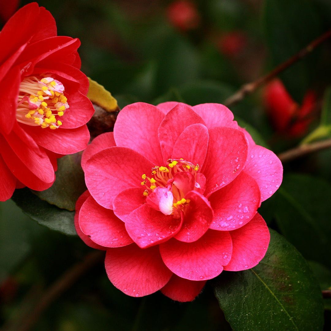 Camelie Roșie - Camellia Rosie