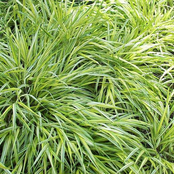 Papură Aureovariegata - Carex Brun. 'Aureovariegata'