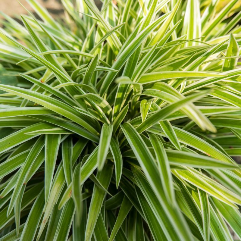 Iarbă Decorativă Evercream - Carex Evercream