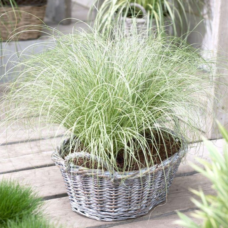 Iarbă Decorativă Frosted Curls - Carex Frostedcurls