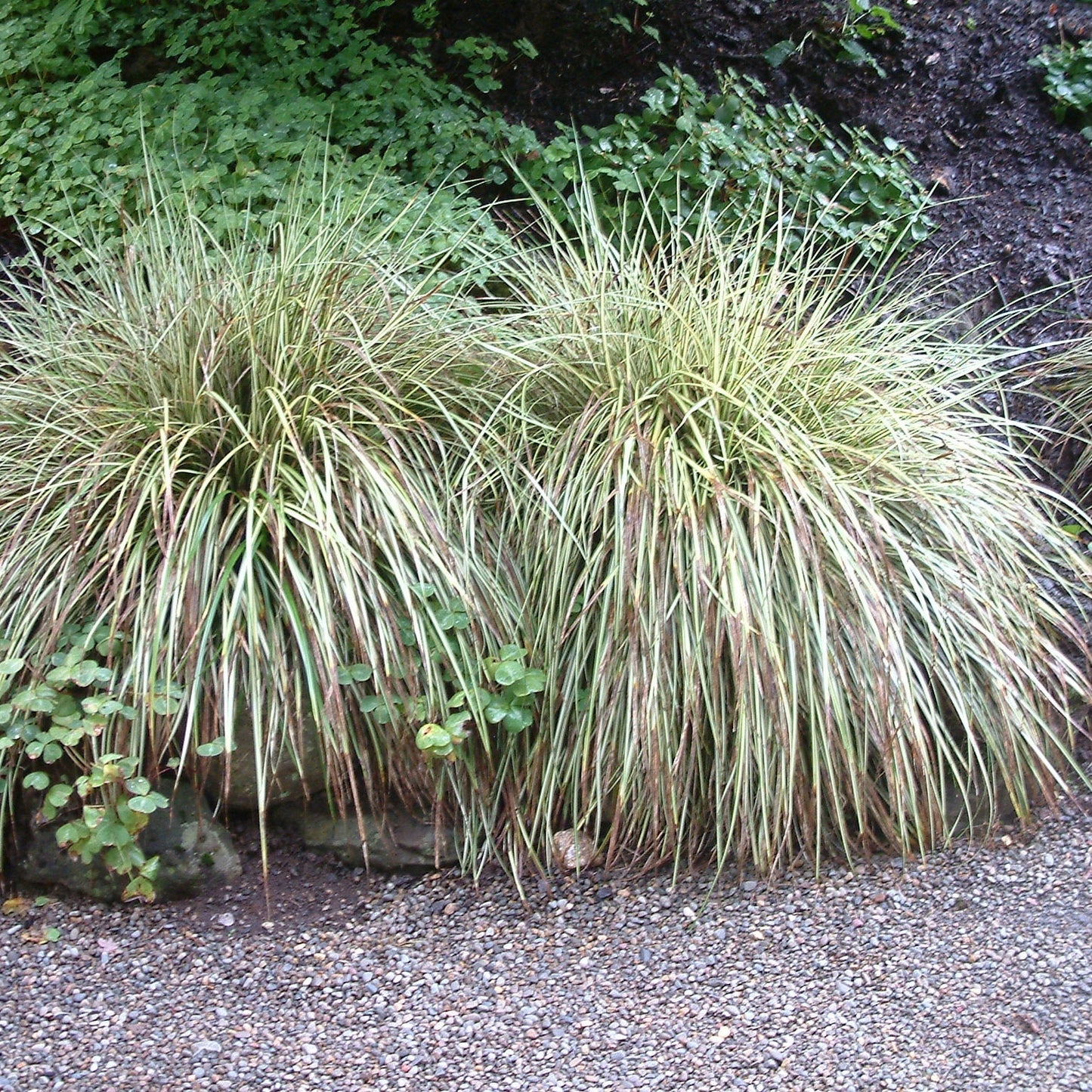 Papură Goldband - Carex Morrowii 'Goldband'