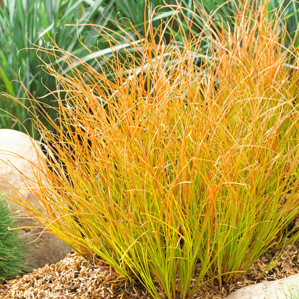 Papură Prairie Fire - Carex 'Prairie Fire'