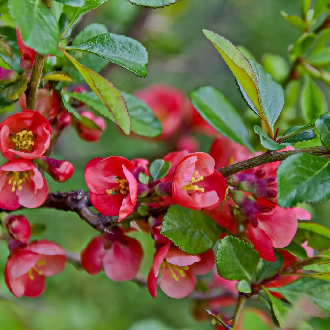 Gutui Japonez Decorativ - Chaenomeles Speciosa