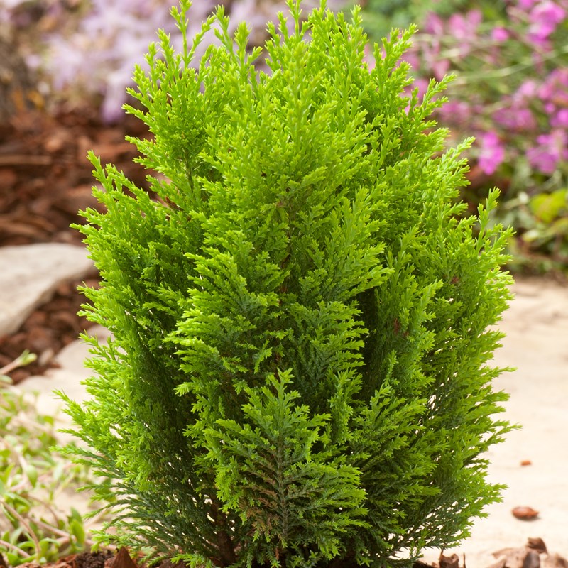 Chiparos Lawson Empire - Chamaecyparis Lawsoniana Ellwodii Empire