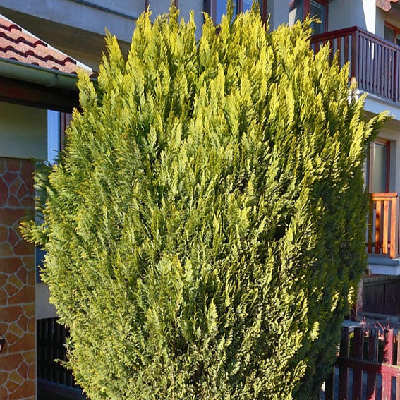 Chiparos Lawson Gold - Chamaecyparis Lawsoniana Ellwodii Gold