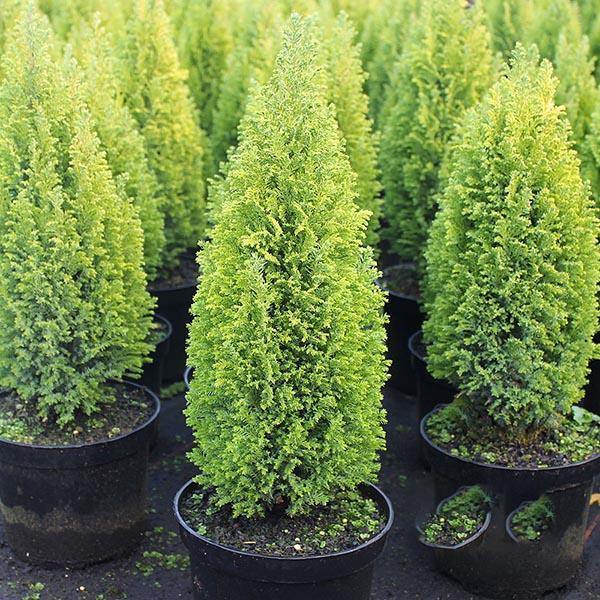 Chiparos Lawson Gold - Chamaecyparis Lawsoniana Ellwodii Gold