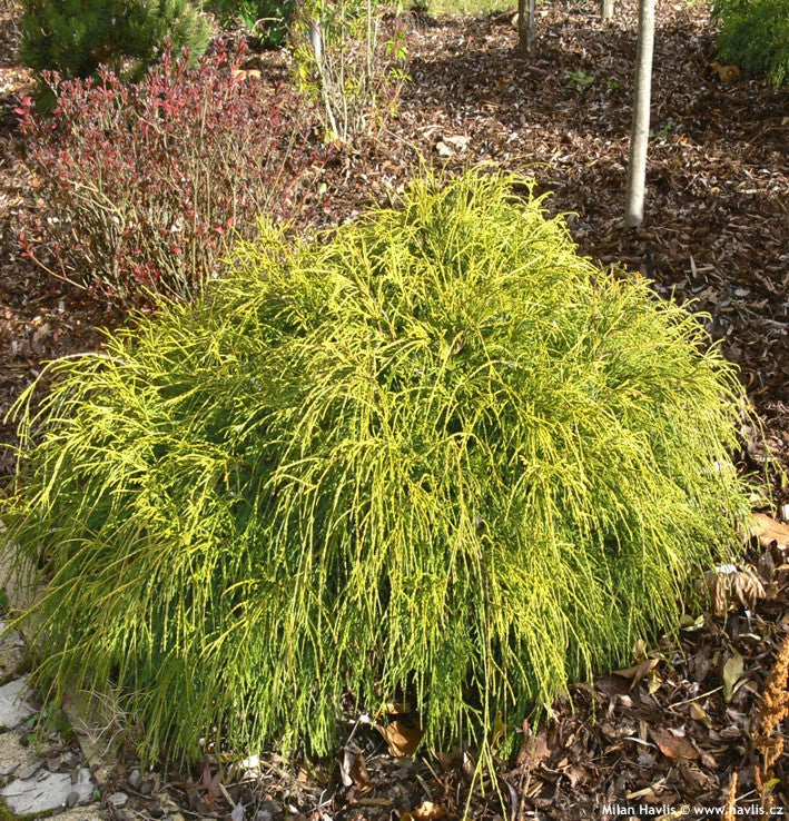 Chiparos Pitic Golden Mop - Chamaecyparis Pisifera Golden Mop