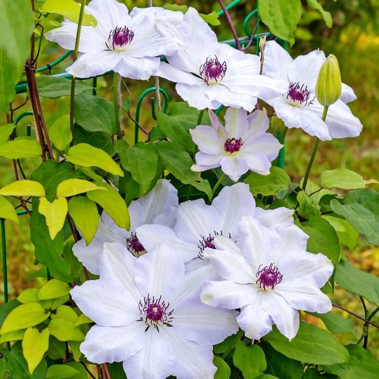 Clematită Miss Bateman - Clematis Miss Bateman