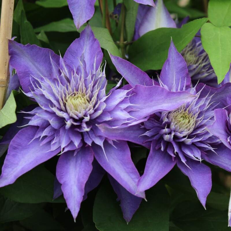 Clematită Multi Blue - Clematis Multi Blue