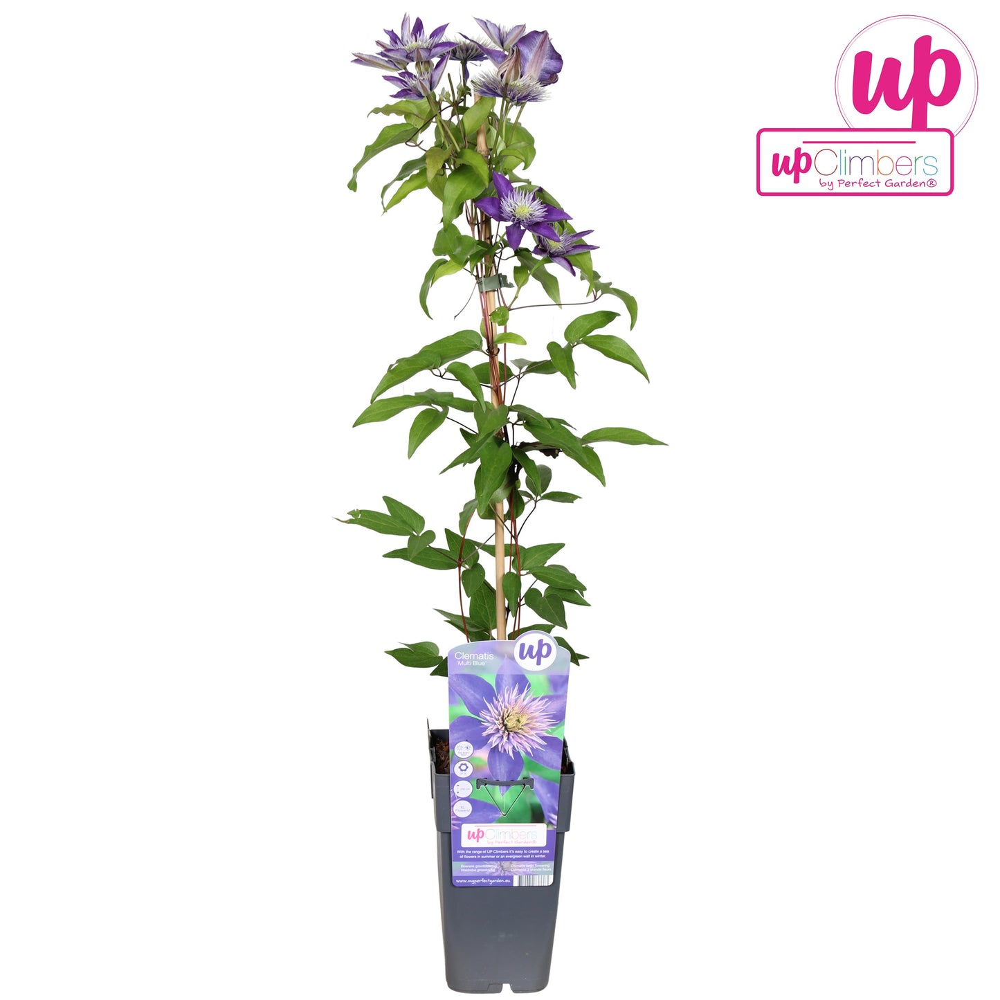 Clematită Multi Blue - Clematis Multi Blue