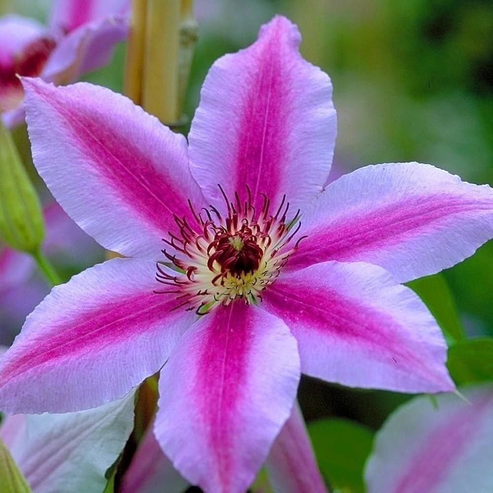 Clematită Nelly Moser - Clematis Nelly Moser