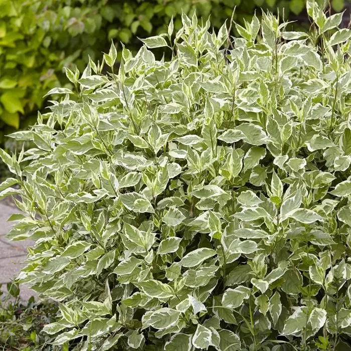 Sânger Alb Elegantissima - Cornus Alba Elegantissima