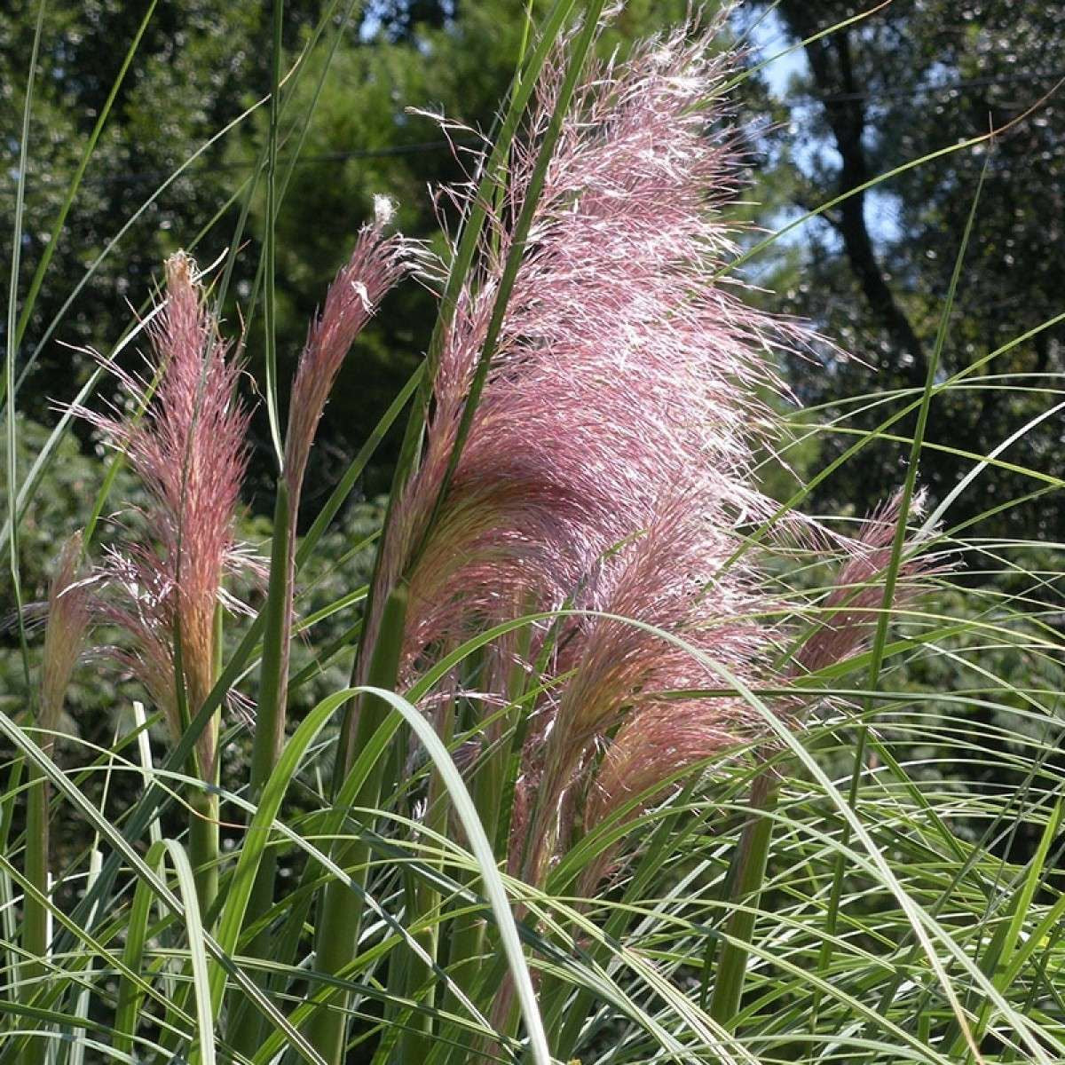 Iarbă De Pampas Rosea - Cortaderia Selloana Rosea