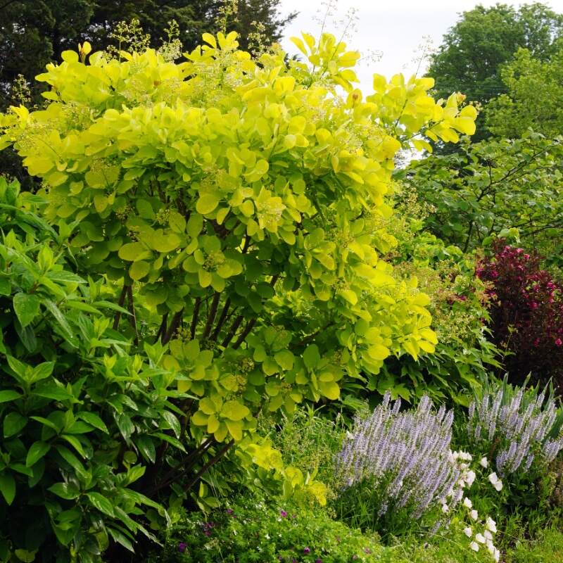 Arbustul Perucă Golden Spirit - Cotinus Coggygria Golden Spirit