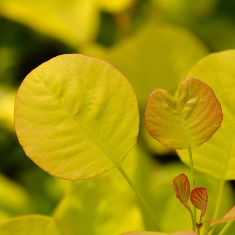 Arbustul Perucă Golden Spirit - Cotinus Coggygria Golden Spirit