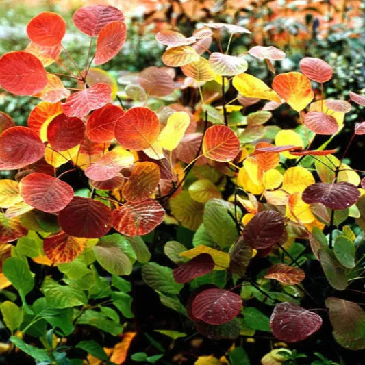 Arbustul Perucă Golden Spirit - Cotinus Coggygria Golden Spirit