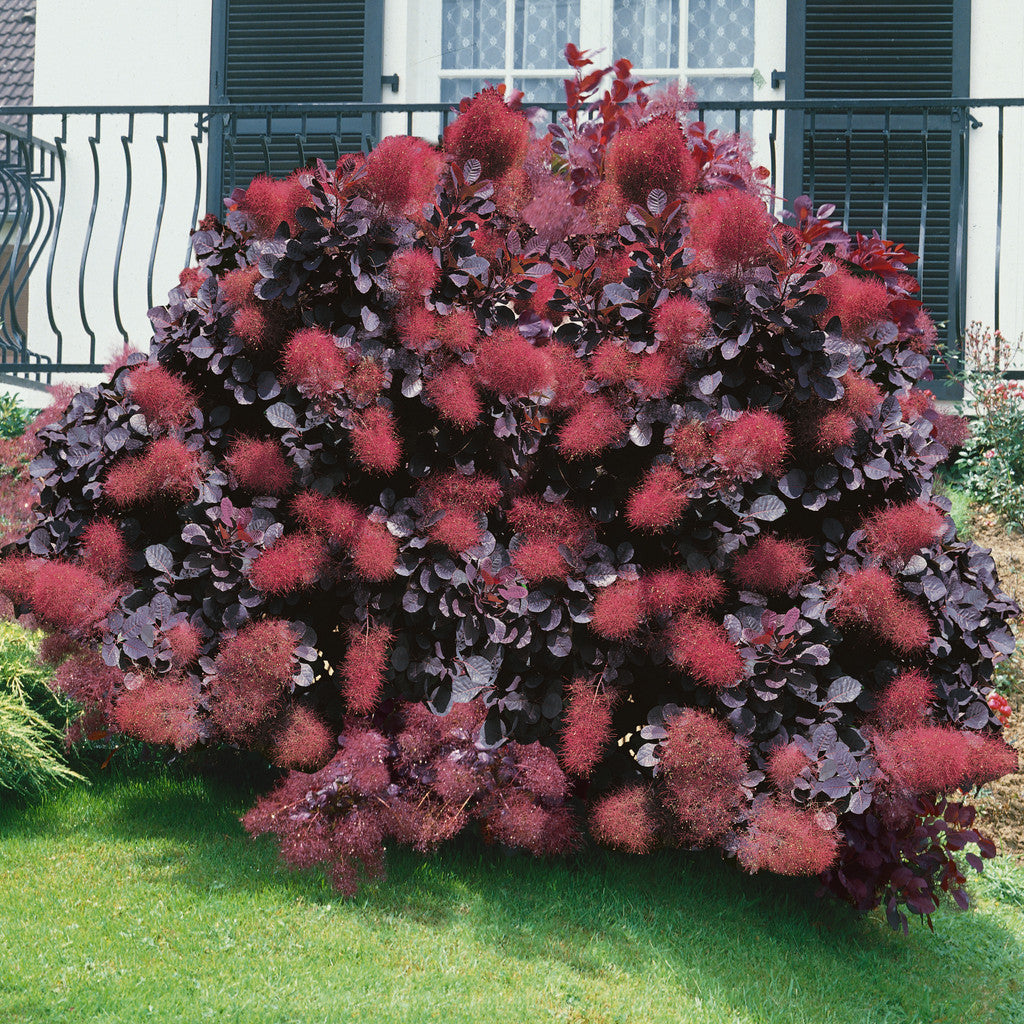 Arbustul Perucă Royal Purple - Cotinus Coggygria Royal Purple