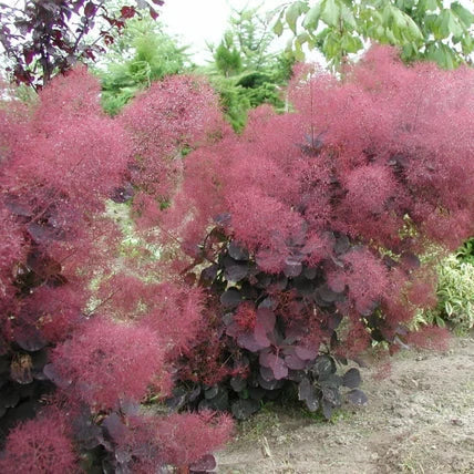 Arbustul Perucă Royal Purple - Cotinus Coggygria Royal Purple