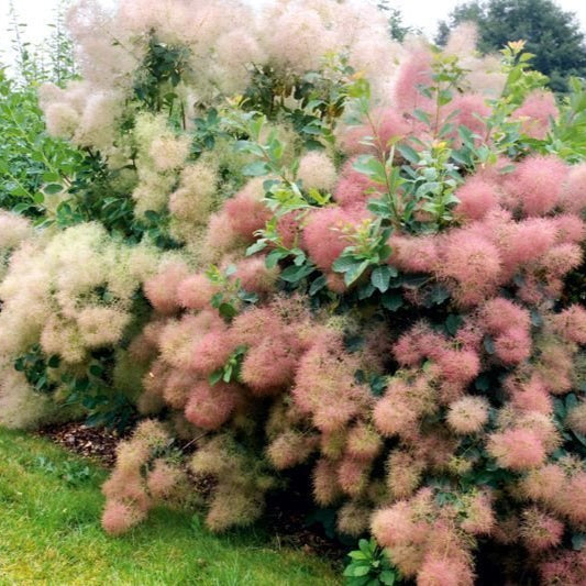 Arbustul Perucă Young Lady - Cotinus Coggygria Young Lady