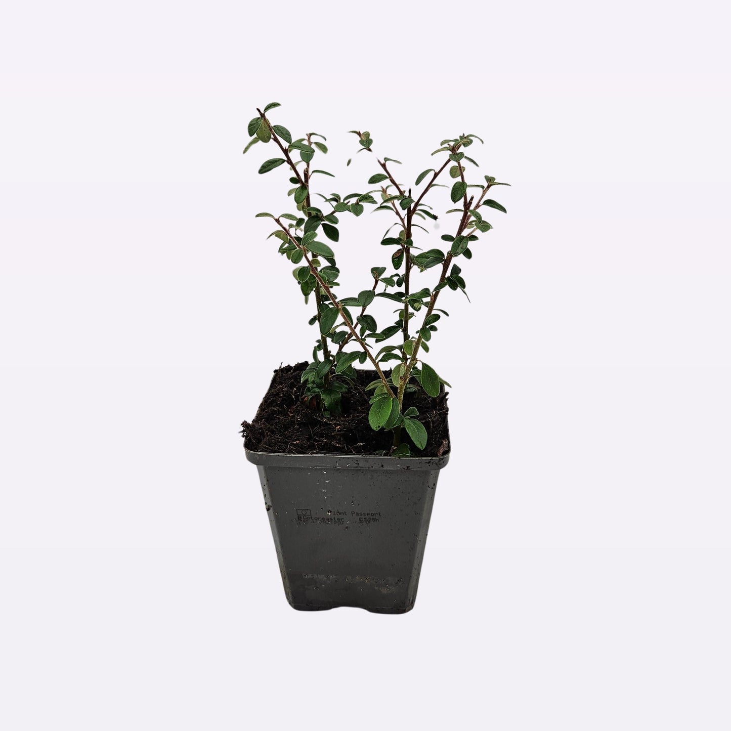 Cotoneaster Coral Beauty - Cotoneaster Suecicus Coral Beauty