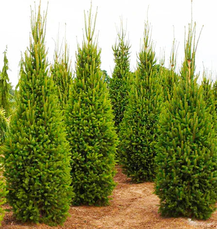 Molid Cupressina - Picea Abies Cupressina