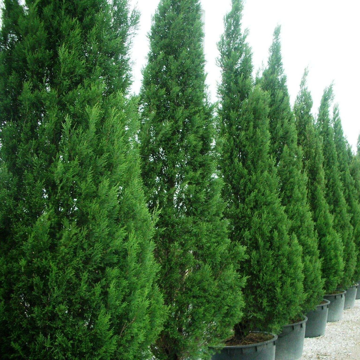 Chiparos Leyland - Cupressocyparis Leylandii