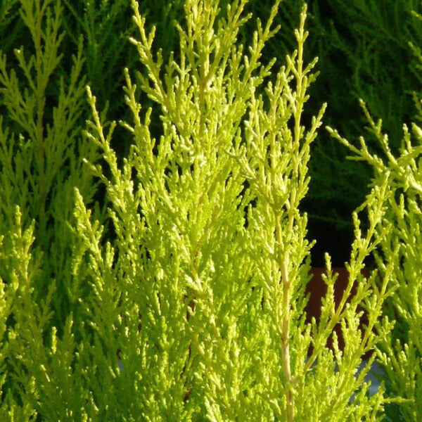 Chiparos Auriu Goldcrest Wilma - Cupressus Macrocarpa Goldcrest Wilma