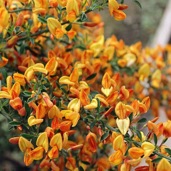 Măturică Portocalie Apricot Gem - Cytisus Apricot Gem