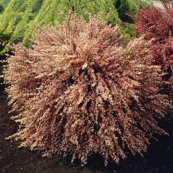 Măturică Roz Zeelandia - Cytisus Zeelandia