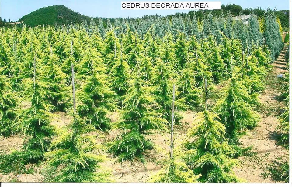 Cedrus Deodara 'Kelly' Premium (Precomanda - Poze Reale)