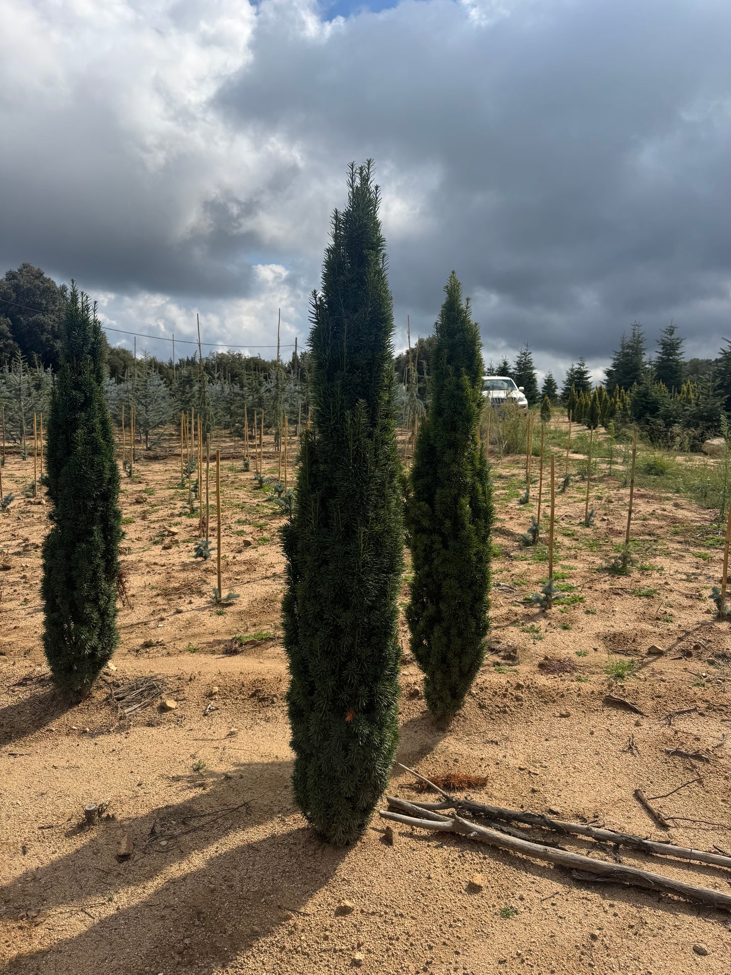 Taxus baccata 'Fast. Robusta' (Precomanda)