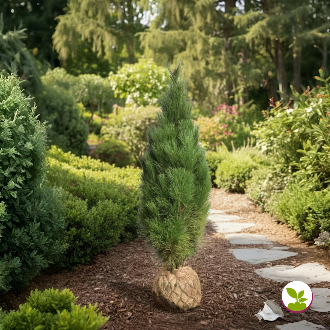 Pinus nigra 'Green Tower' la balot