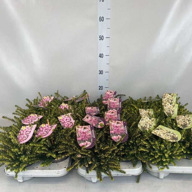 Erica Mixtă - Erica X Darleyensis Mixed