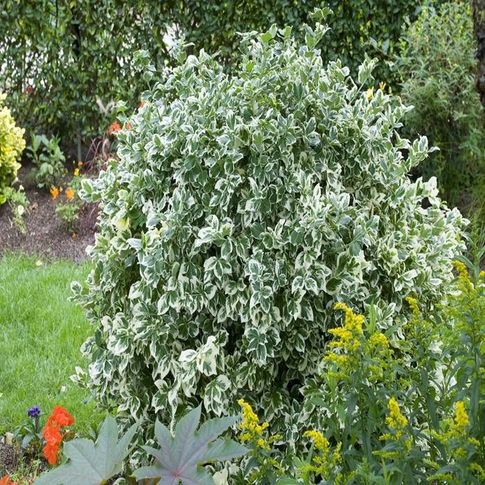 Dafin Japonez Emerald Gaiety - Euonymus Fortunei Emerald Gaiety