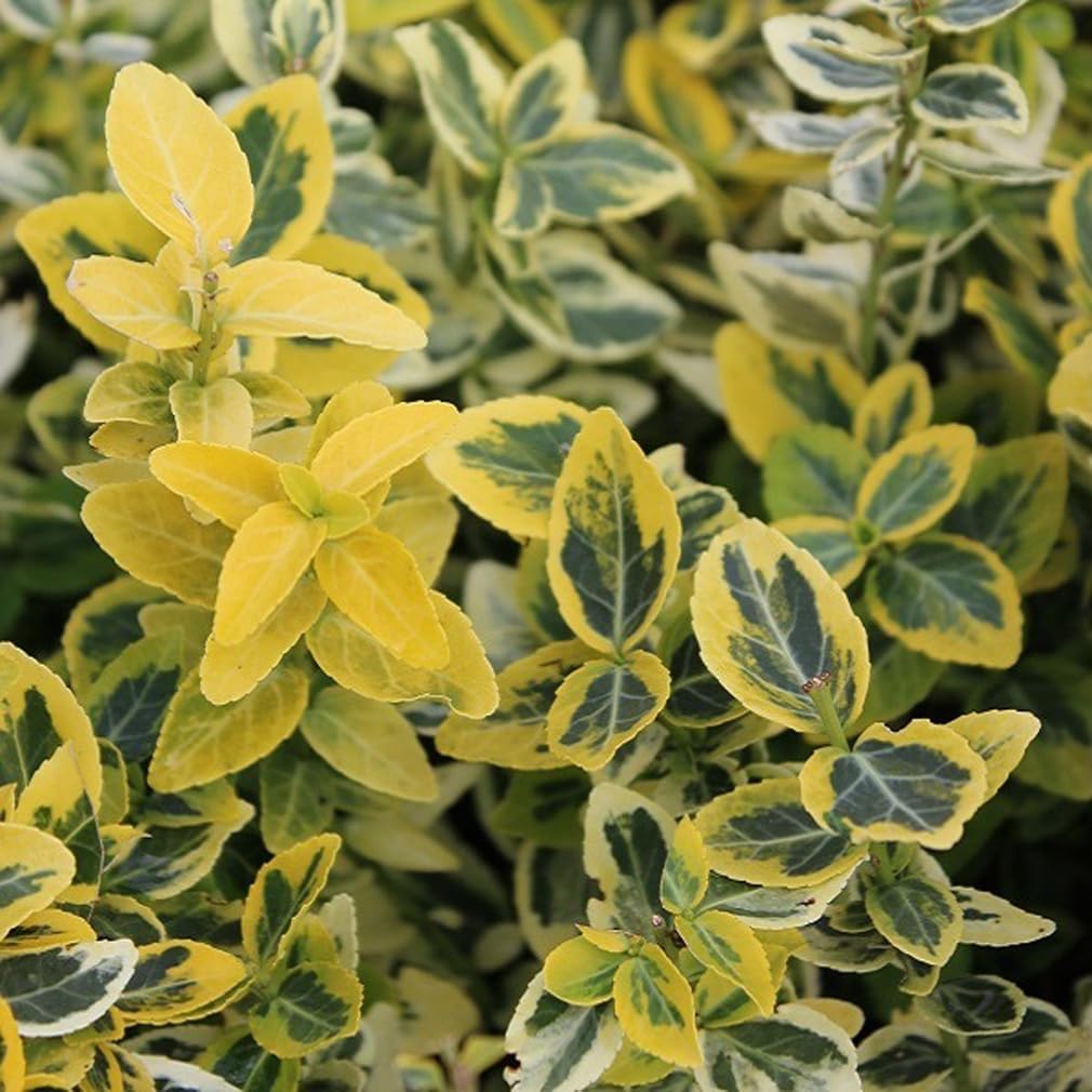 Dafin Japonez Emerald Gold - Euonymus Fortunei Emerald Gold