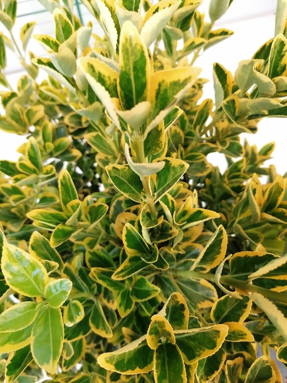 Euonymus Japonez Cu Margini Aurii - Euonymus Japonicus Aureomarginatus