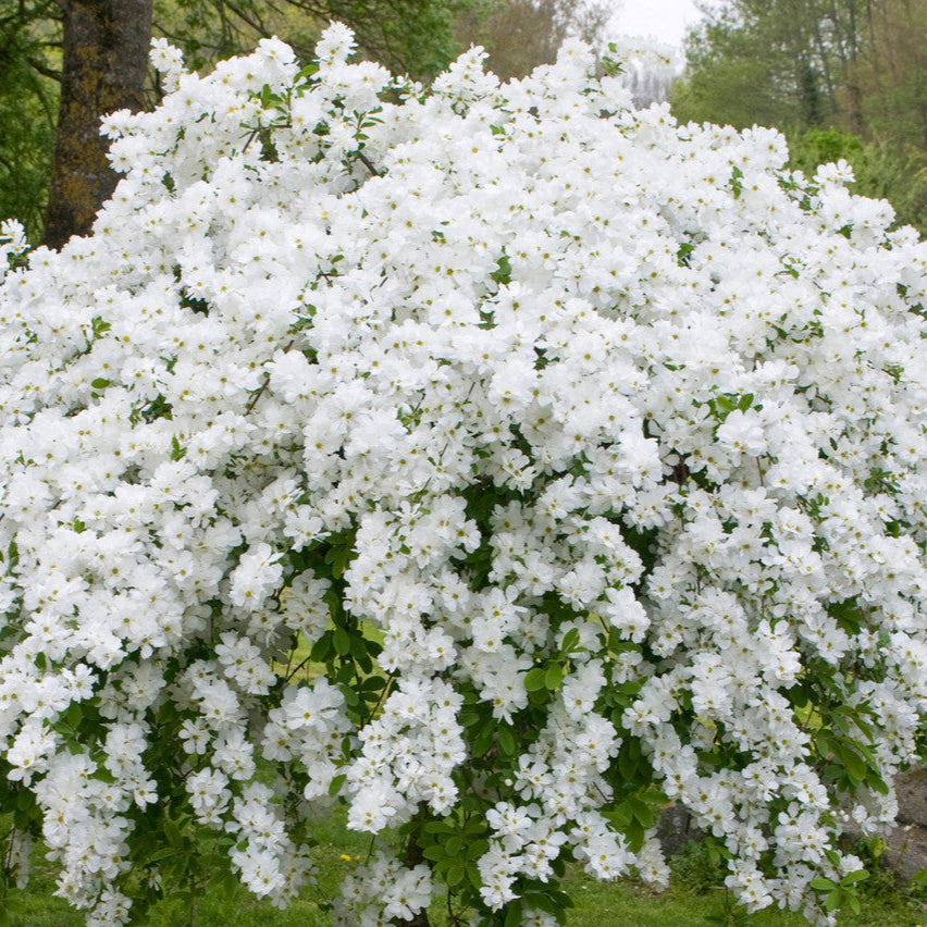 Arbustul Miresei The Bride - Exochorda Macrantha The Bride