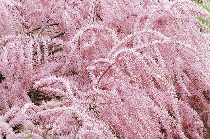 Tamarix Parviflora