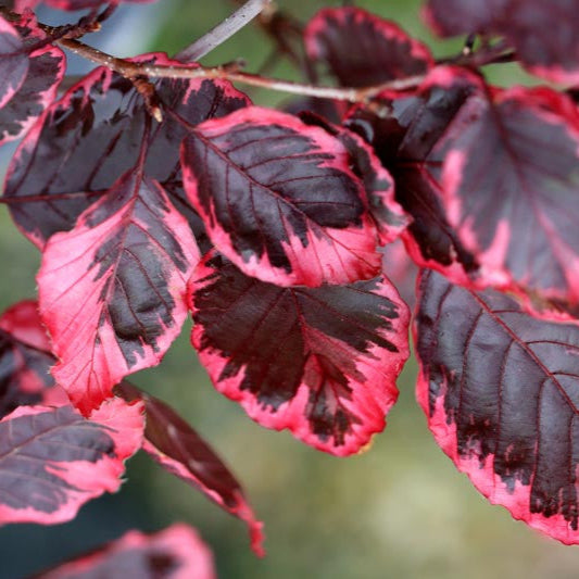 Fag Tricolor - Fagus Sylvatica Tricolor