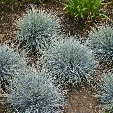 Iarbă Albastră Elijah Blue - Festuca Glauca Elijah Blue