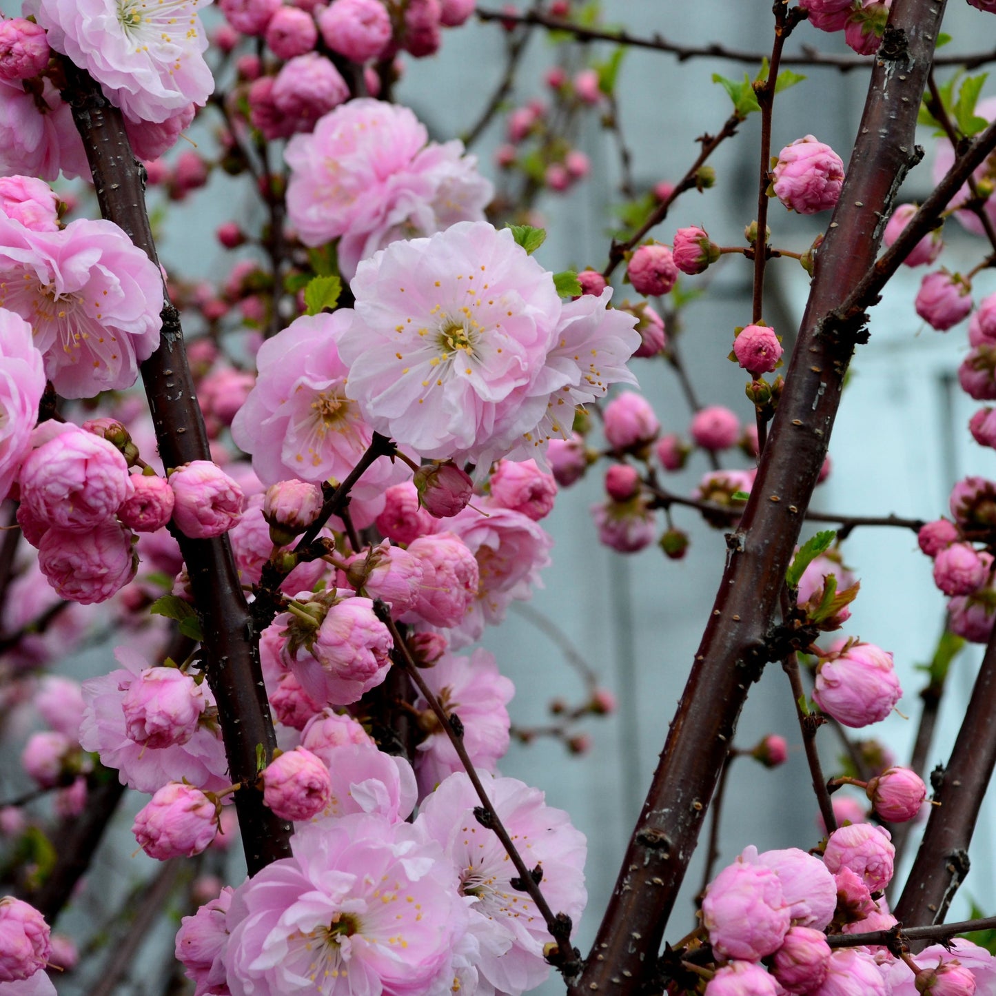 Cires Japone Tufă - Prunus Triloba - Tufa