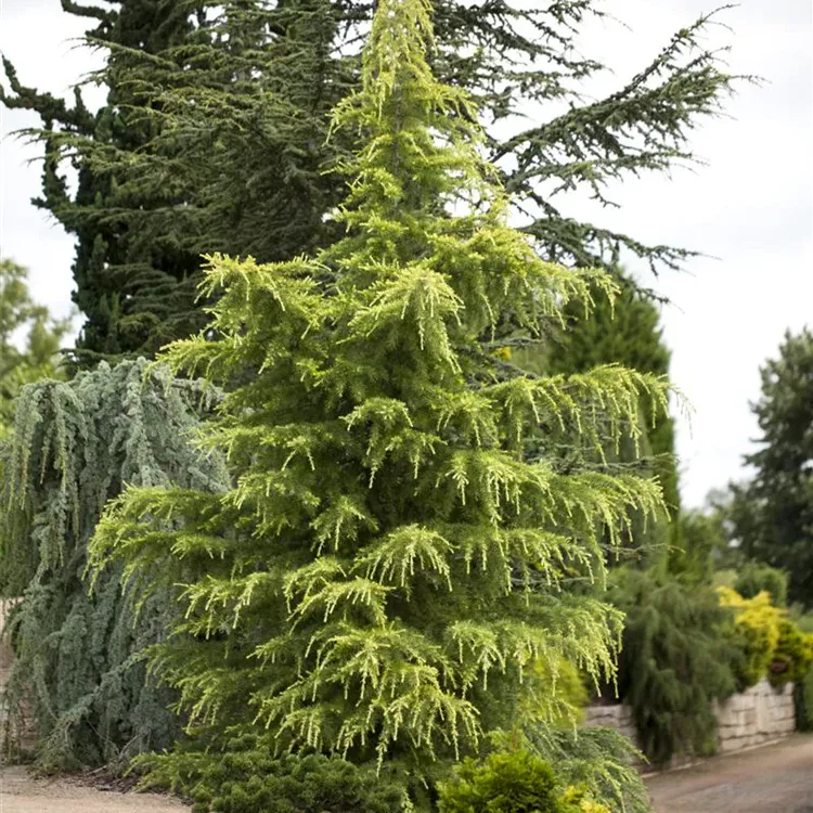 Cedru Auriu Golden Horizon - Cedrus Deodara Golden Horizon