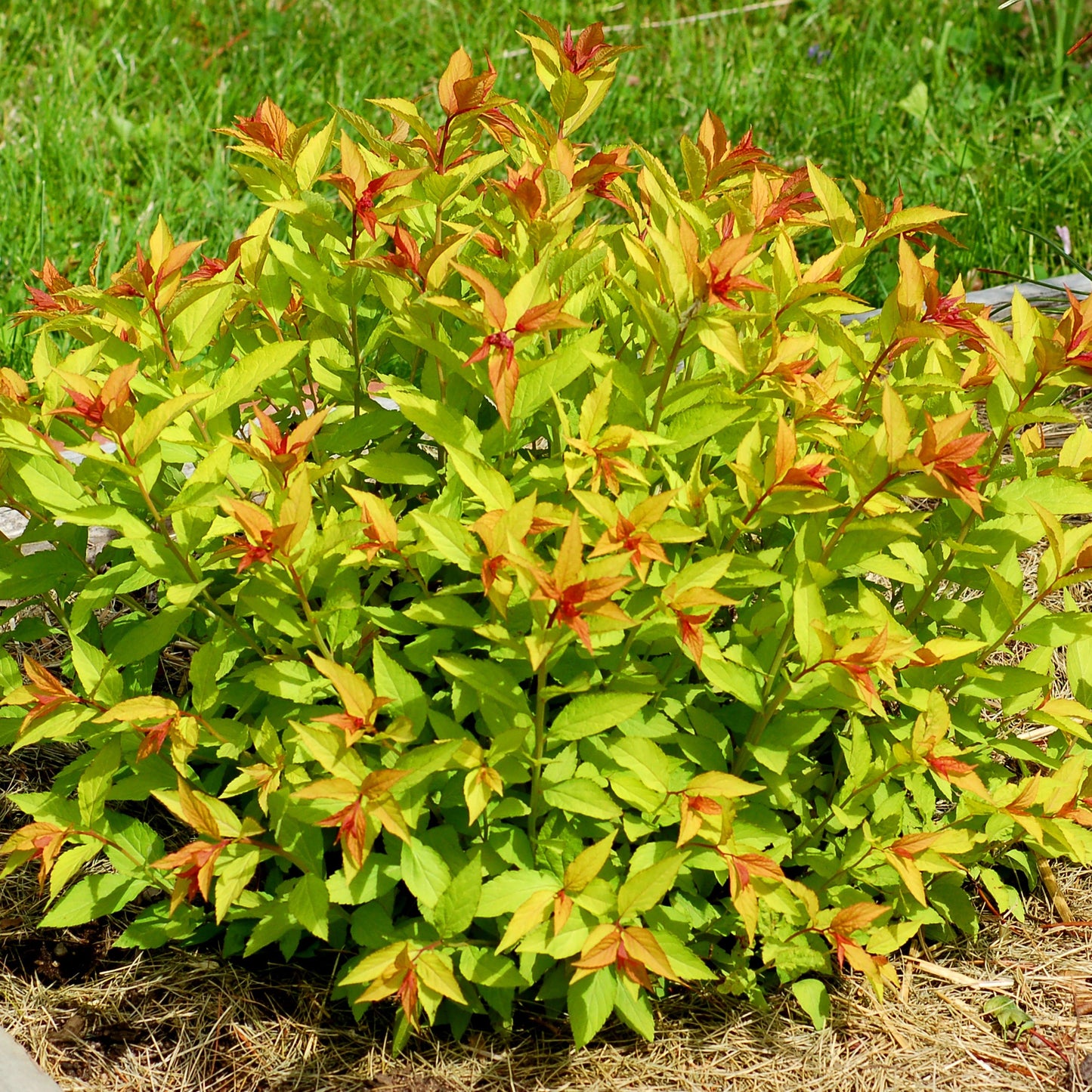 Spirea Goldflame - Spiraea Bumalda Goldflame
