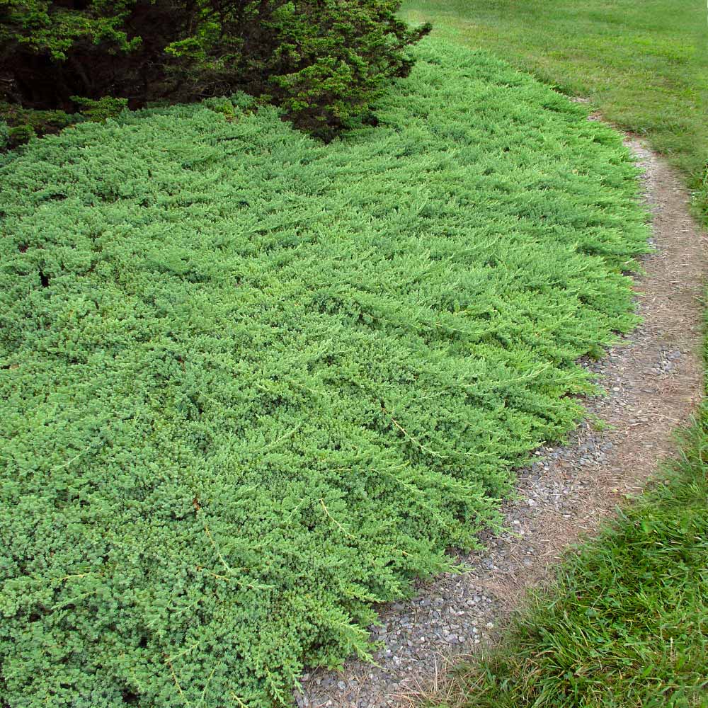 Ienupar pitic verde - Juniperus Procumbens Nana