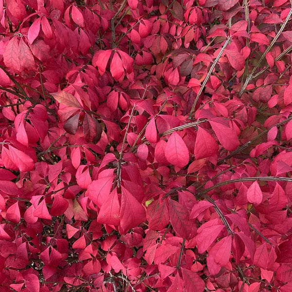 Euonymus alat. 'Compactus' la balot - livrare dupa 10 octombrie