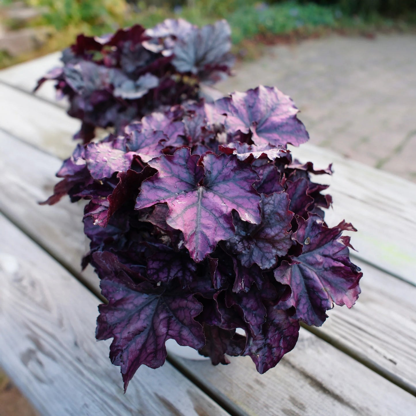 Heuchera Indian Summer Mix